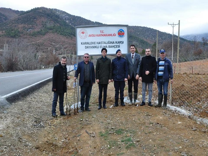 Kaymakam Tığlı, Karağı Köyü Karaleke Hastalığına Karşı Dayanıklı Elma Bahçesini Ziyaret Etti